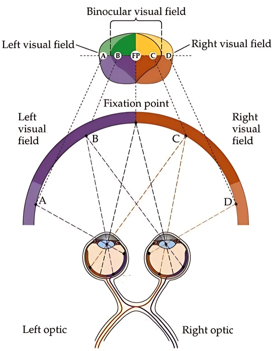 Diagram of human binocular vision processing principle