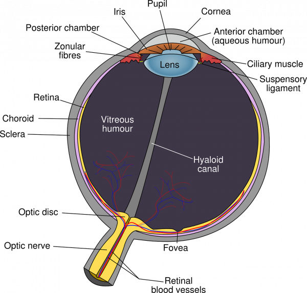 Eye health statistics, why regular exams matter